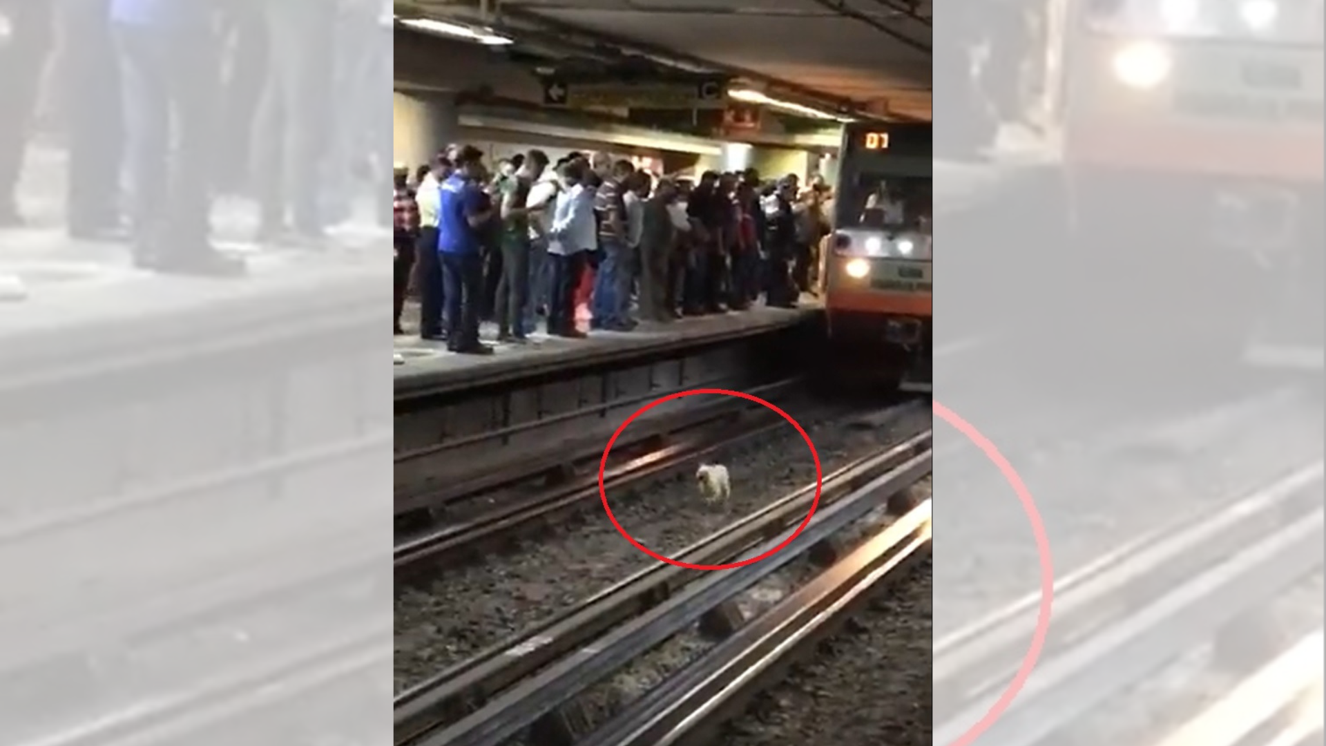 [VÍDEO] “Lomito” corre del Metro para no ser atropellado