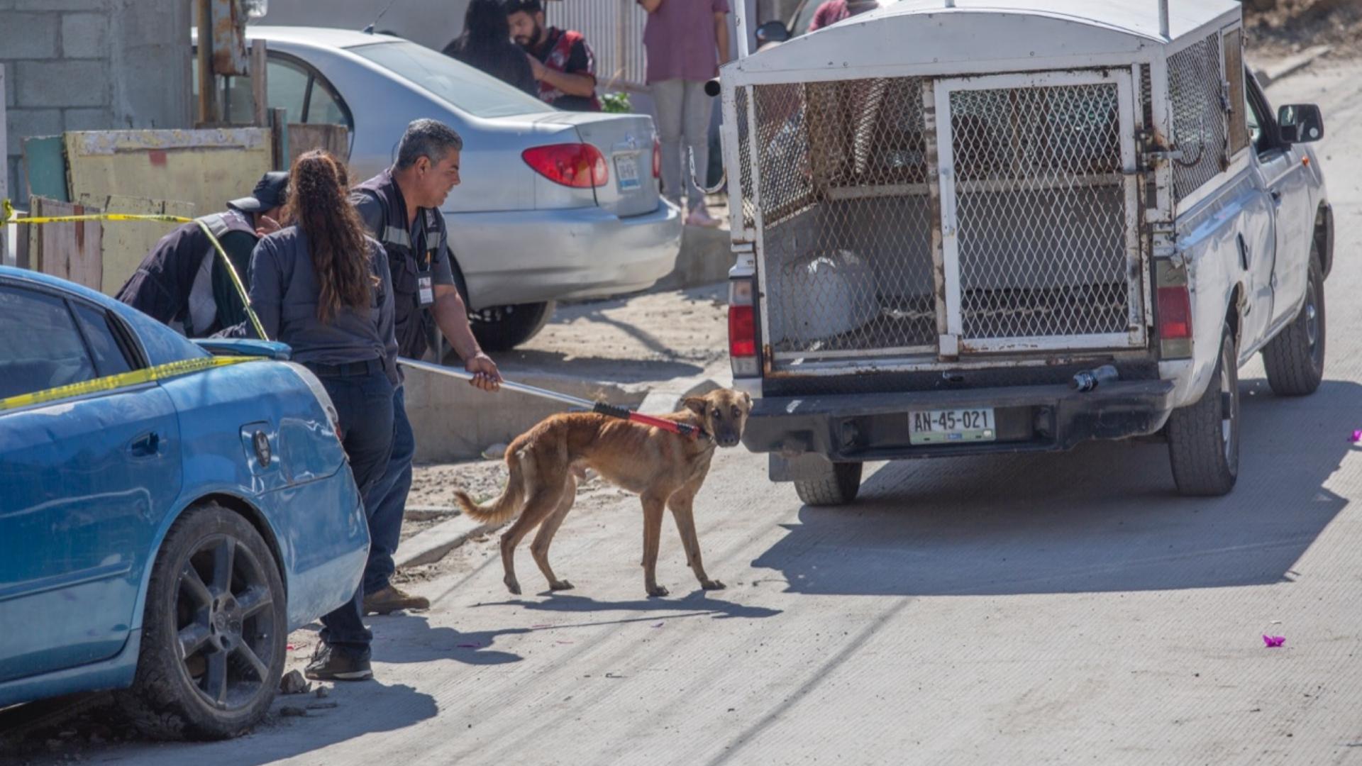 Perro siendo trasladado I Foto: BajaNews