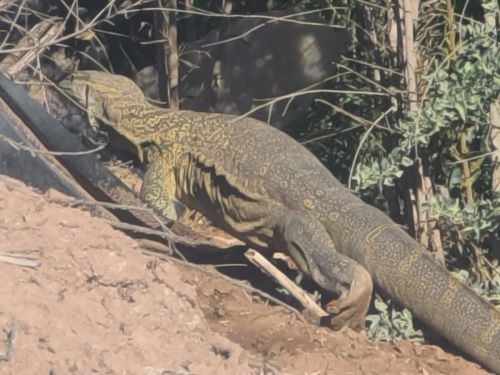 Reaparece lagarto en el ejido Puebla en Mexicali