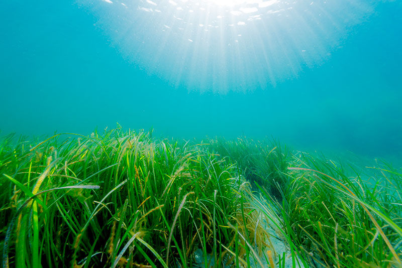 Bajo el agua: La importancia oculta de los pastos marinos