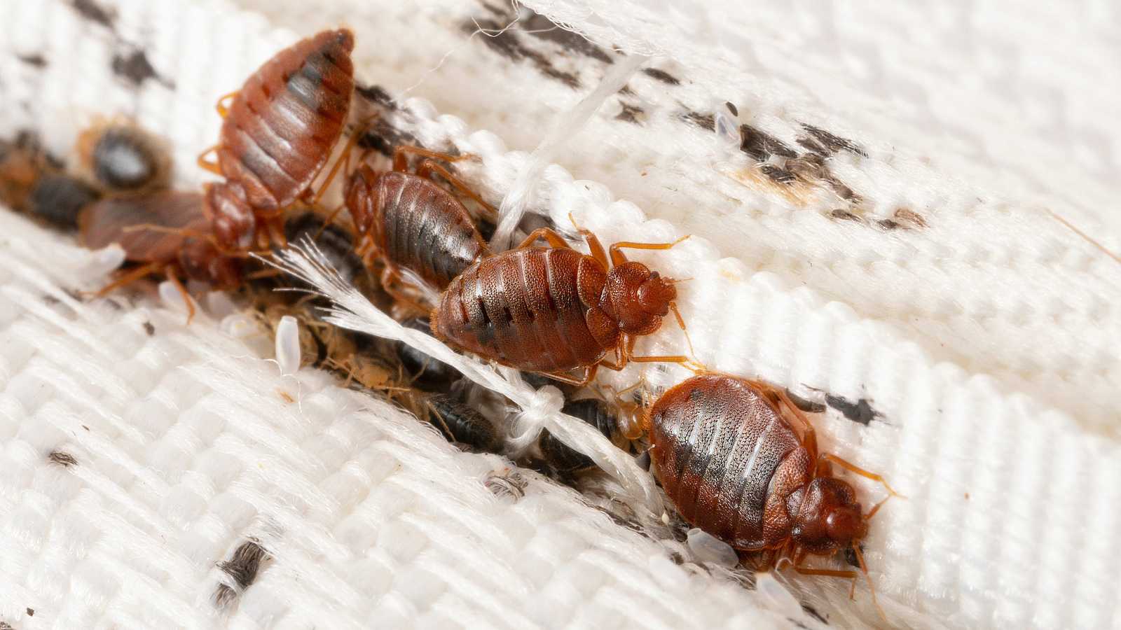 Bedbugs are going global!