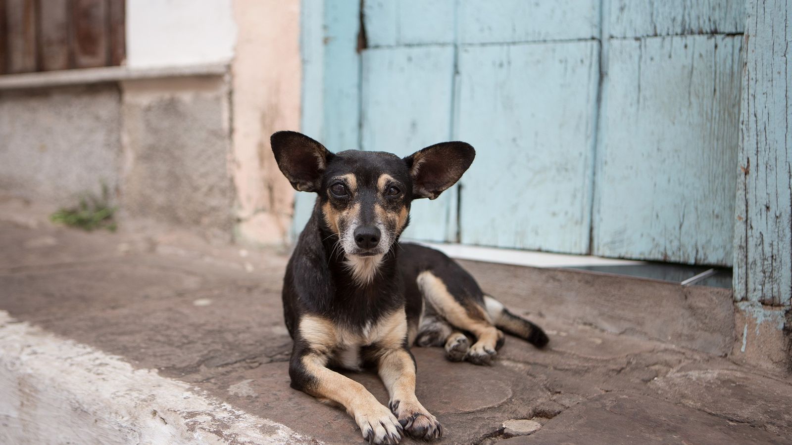 ¿Cómo ayudar a los perros callejeros?