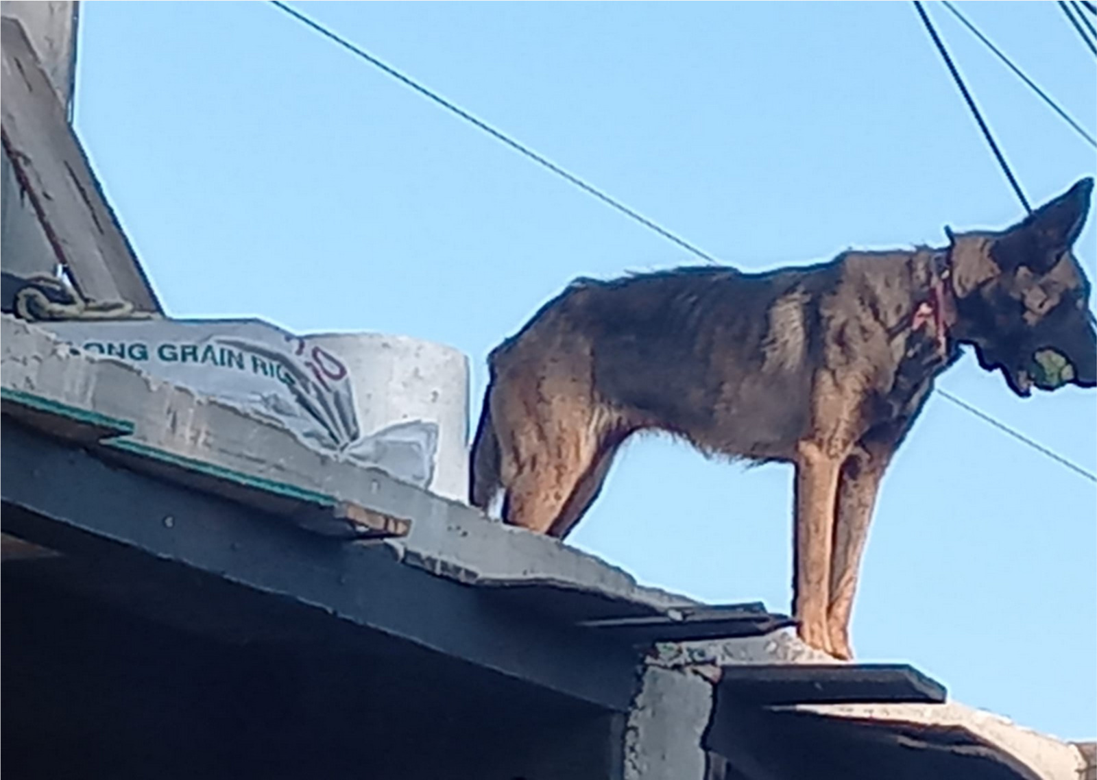 Rescatan a tres perros de maltrato animal: FGE