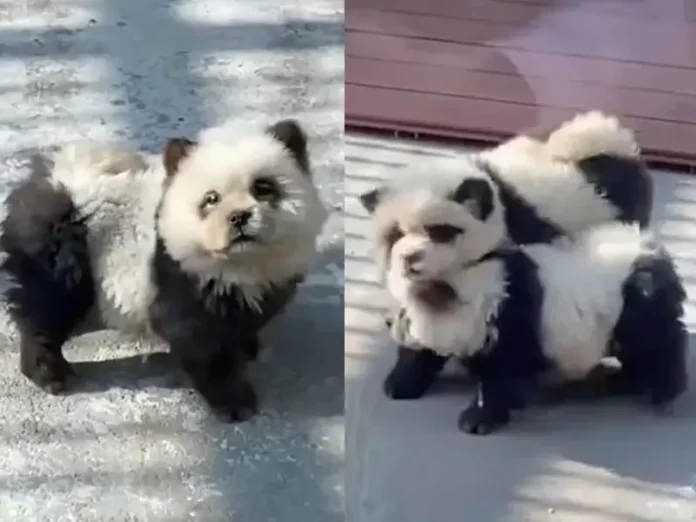 [VIDEO] Hace pasar zoológico a perros por pandas: China