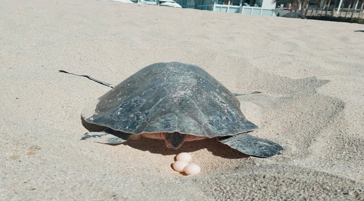 Inician recorridos ante la llegada de tortugas para anidación en Los Cabos