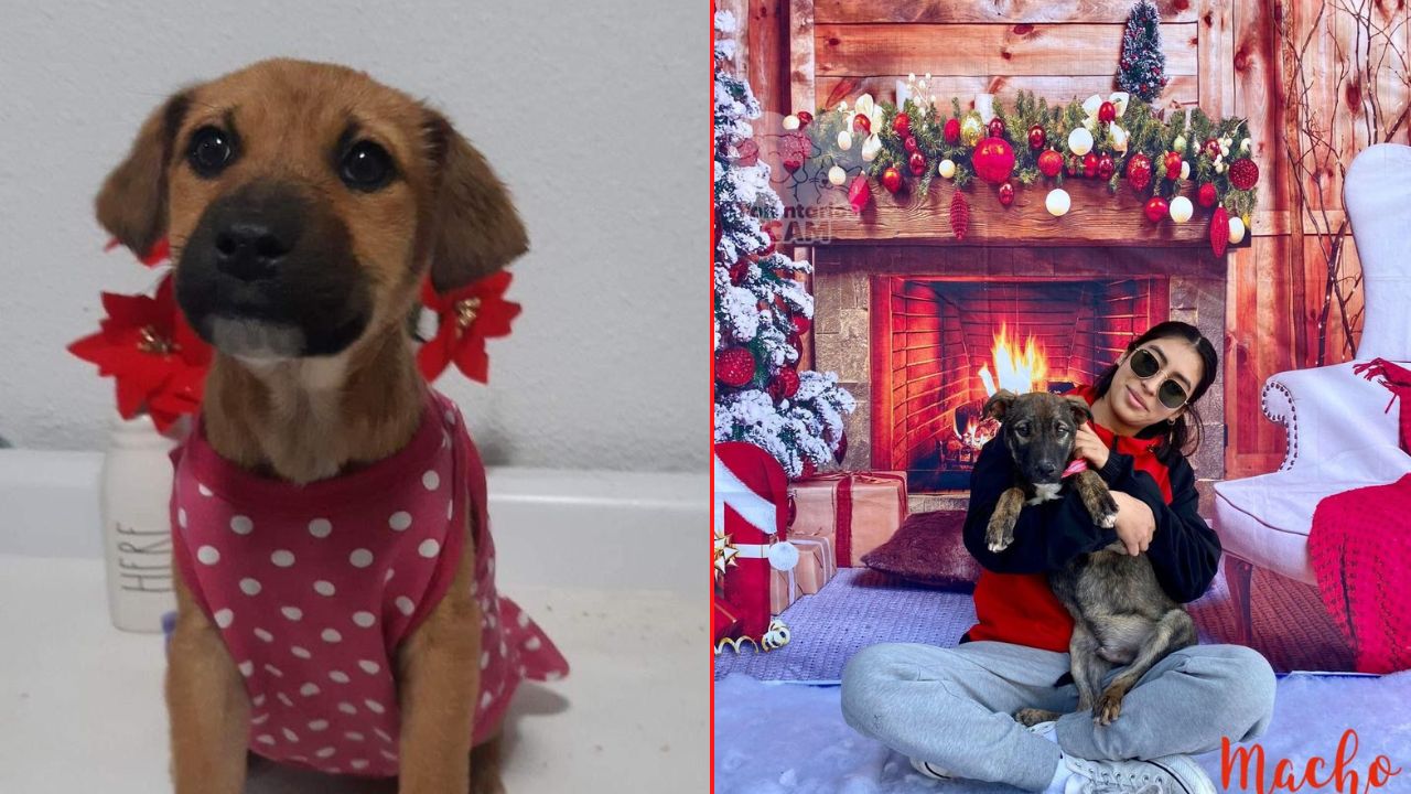 Esta navidad no regales cachorros: Animalistas de Tijuana