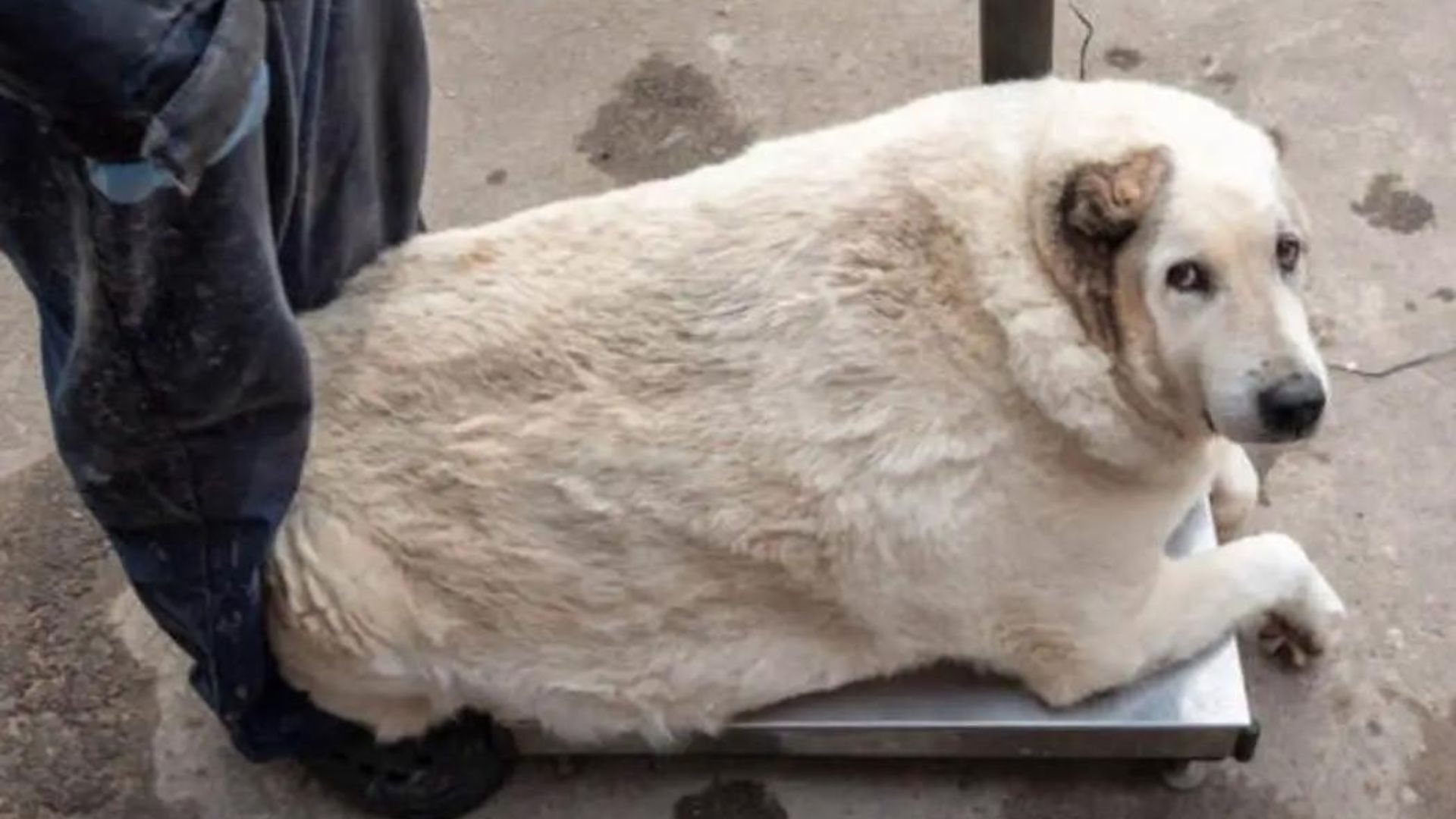 Rescatan a perrito de 100 kilos
