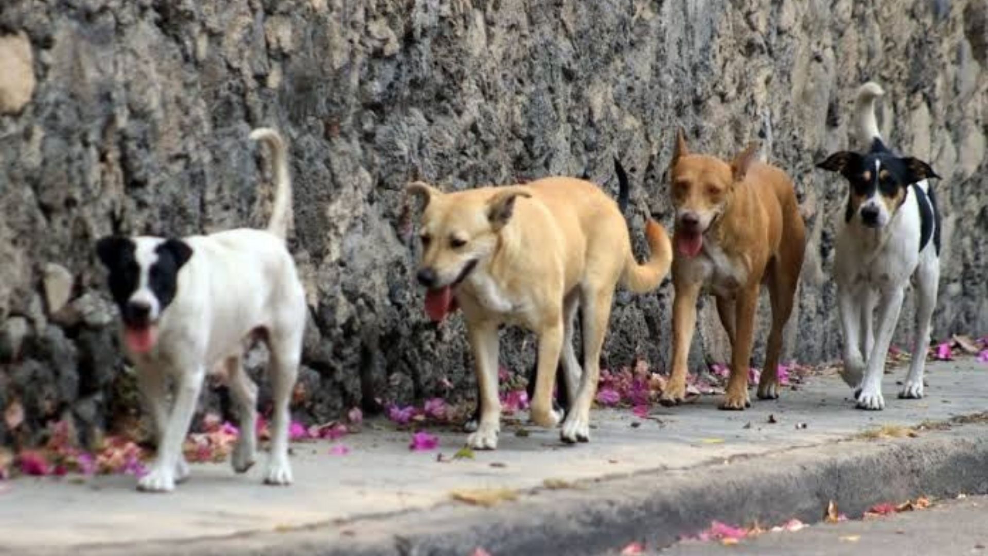 Hombre pierde la vida por ataque de perros en Edomex