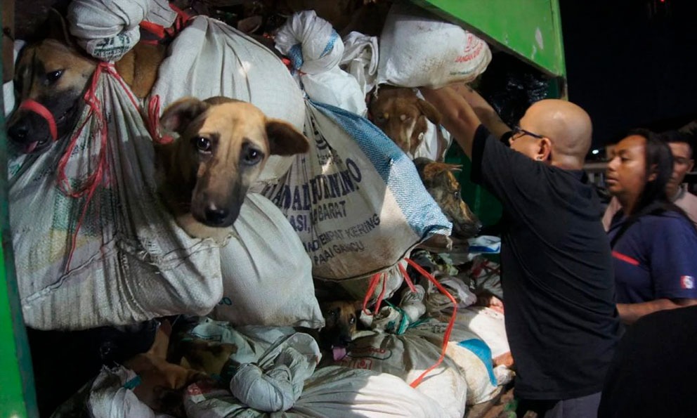 [VIDEO] Salvan a 226 Perros de ser sacrificados en Semarang, Java