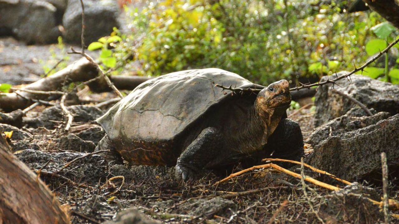 IFOTO: GALÁPAGOS CONSERVANCY (GALÁPAGOS CONSERVANCY)