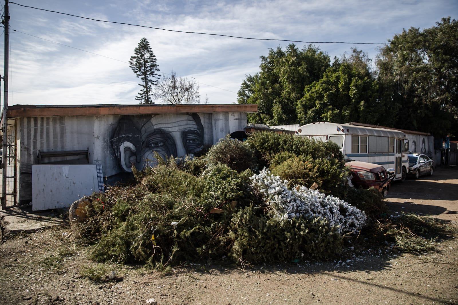 Instalan centros de acopio de arbolitos de navidad en Tijuana