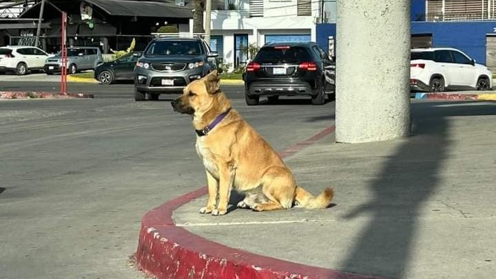 Buscan hogar para Vago, el Hachiko tijuanense IFOTO: Cortesía