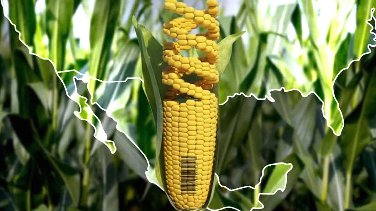 Canadá se une con Estados Unidos en la prohibición del maíz transgénico IFOTO: Web
