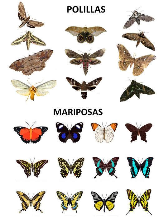 Diferencias Entre Polillas Y Mariposas