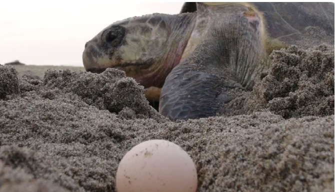 Mano dura ante el robo de huevos de tortuga en BCS