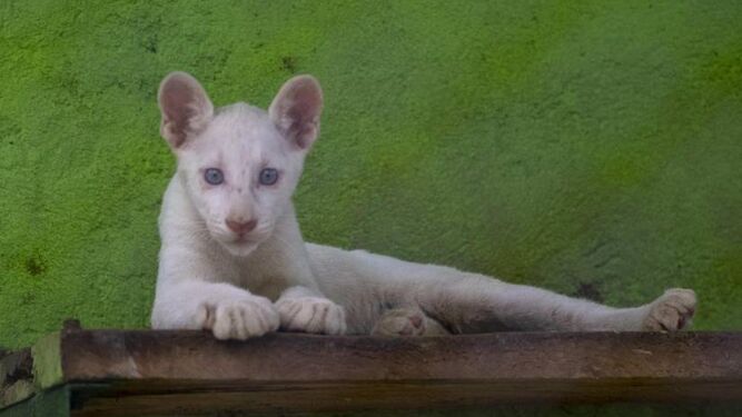 Nace en cautiverio en Nicaragua el puma albino Itzae