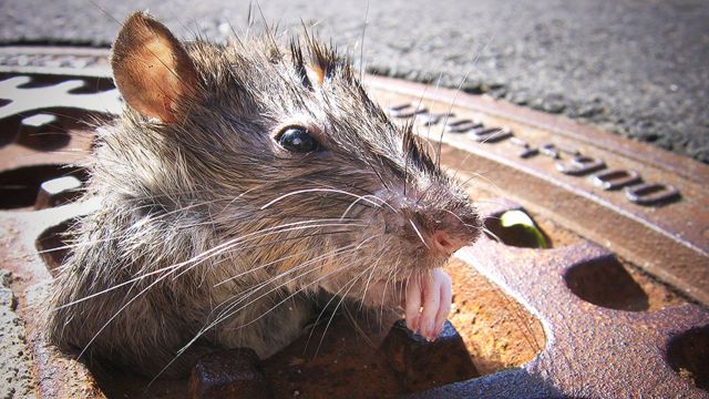 Rat tourism emerges in New York