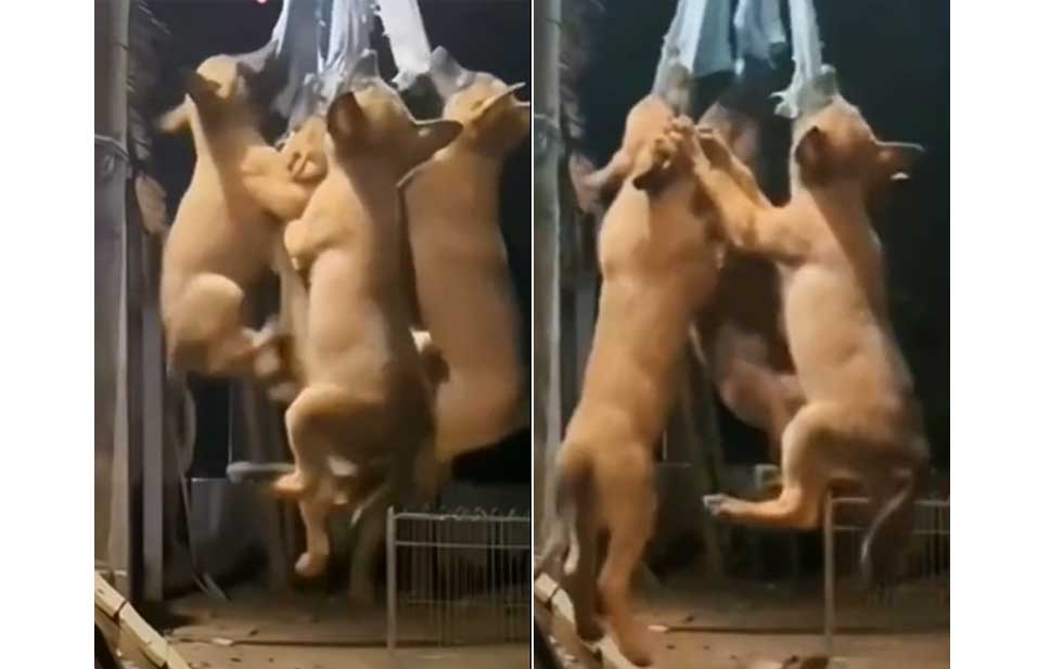 [VIDEO] Perritos ‘’voladores de Papantla"