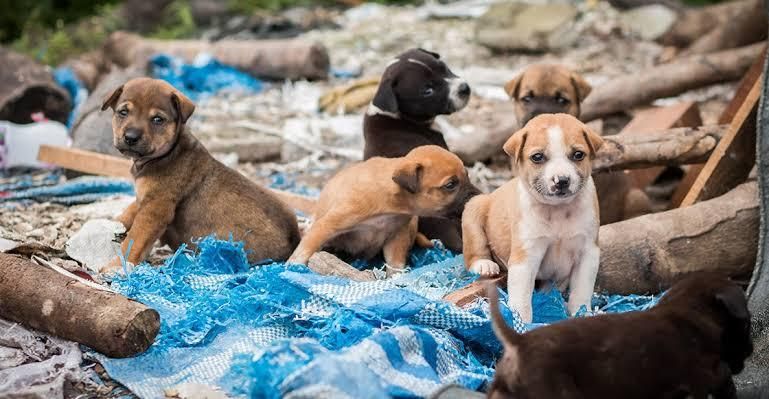 DURANGO: Alertan rescatistas por aumento de perros abandonados en calles