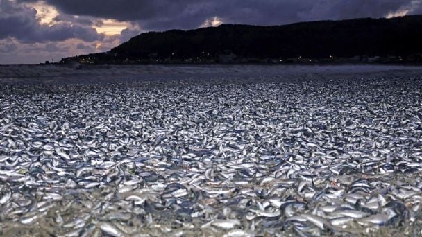 Aparecen sardinas muertas en playa de Japón