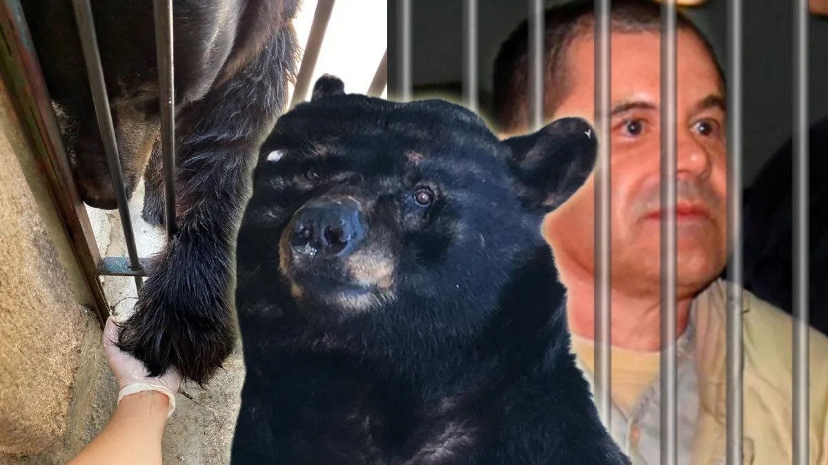 Muere el oso del Chapo Guzmán