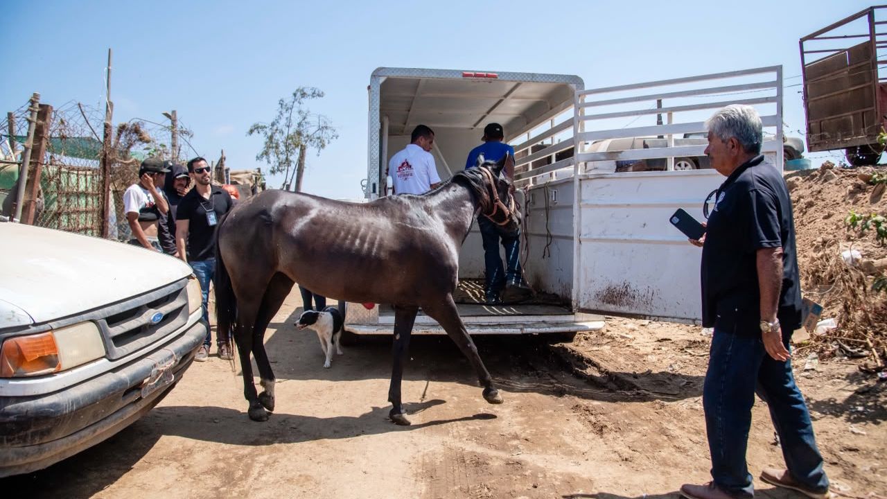ENSENADA: Resguardan dos caballos enfermos  tras denuncia por maltrato en Playa Hermosa