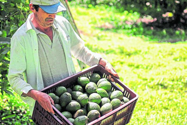 Ante la siembra masiva de aguacate en Michoacán, denuncian que violan las leyes ambientales