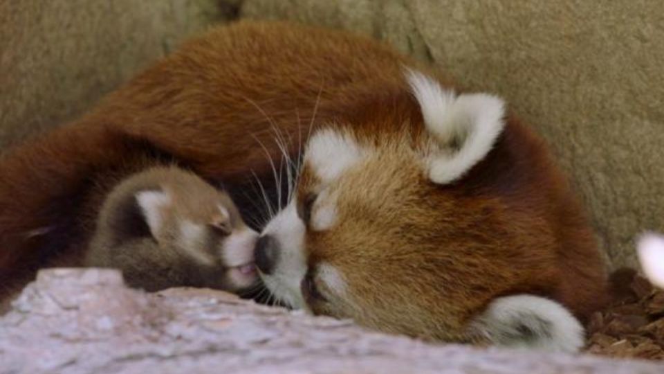 Red Panda is born at the San Diego Zoo