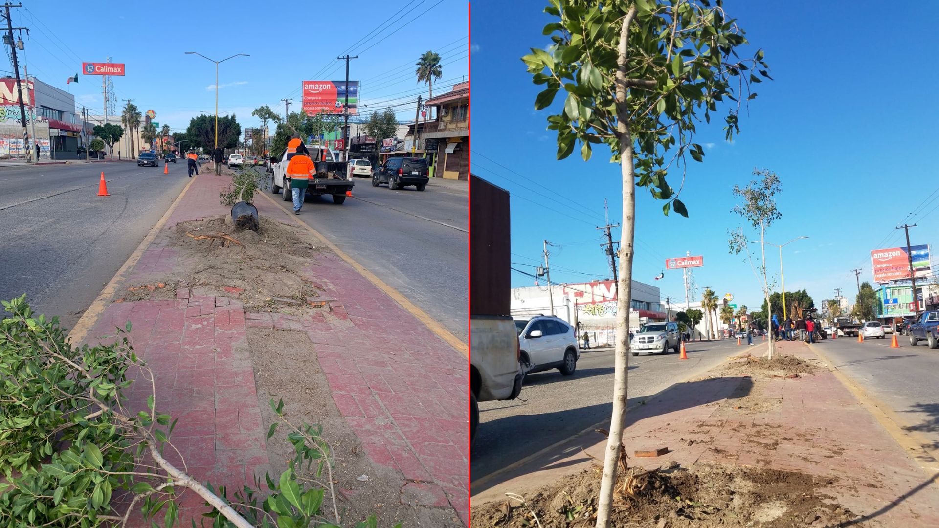 En Tijuana se siguen plantando árboles inadecuados: Bióloga