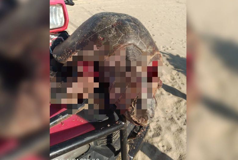 Multan a extranjeros con $10,858 por muerte de tortuga causada por sus perros