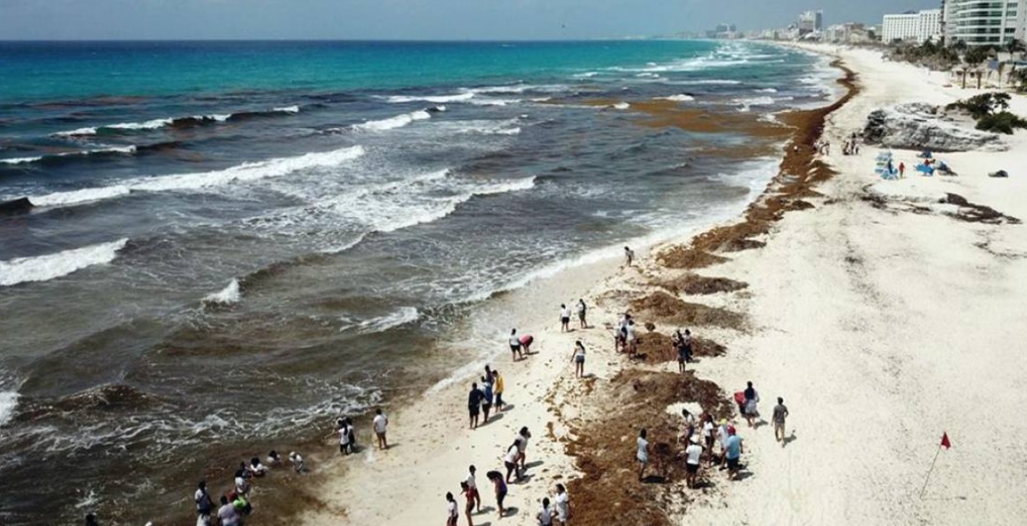 39 De 100 Playas De La Zona Norte De Quintana Roo Presentan Altos Niveles De Sargazo 4518