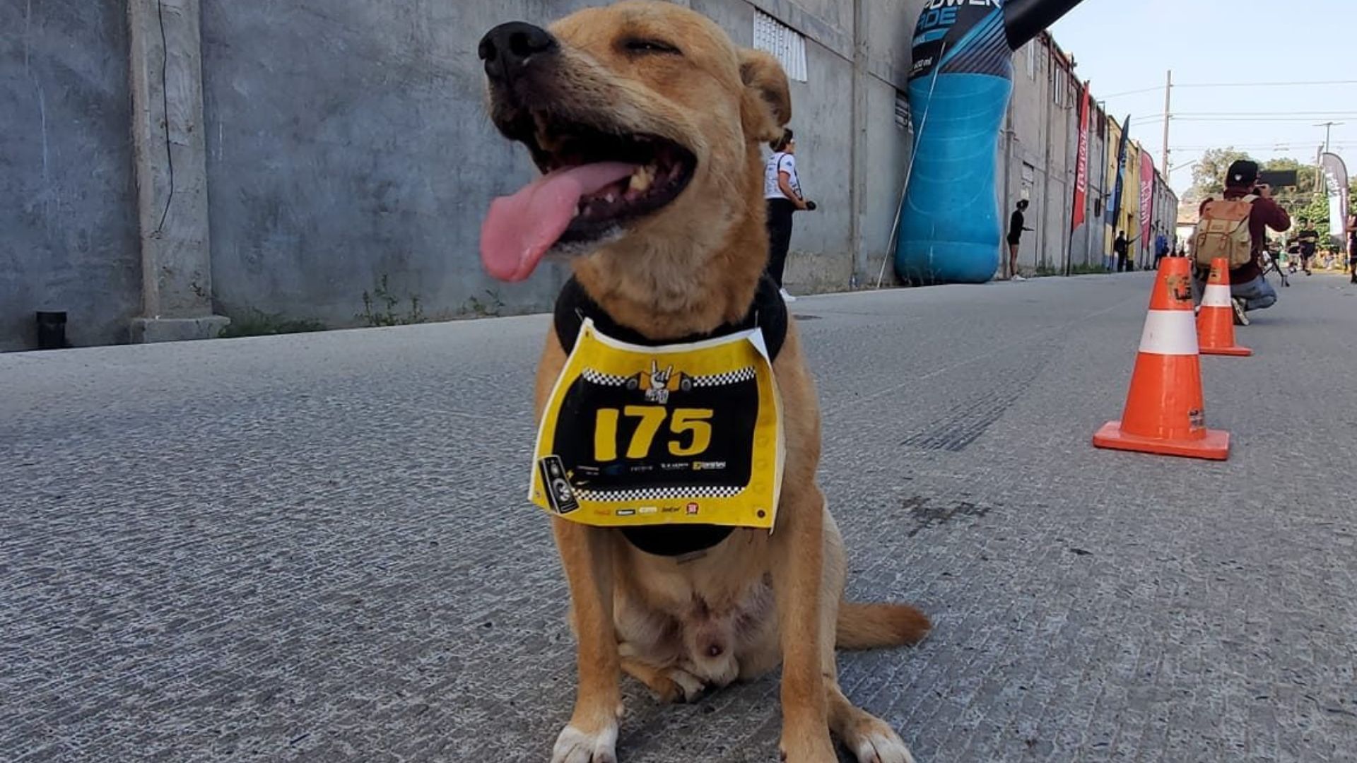 El Chicles, perro corredor, ocupa cirugía urgente