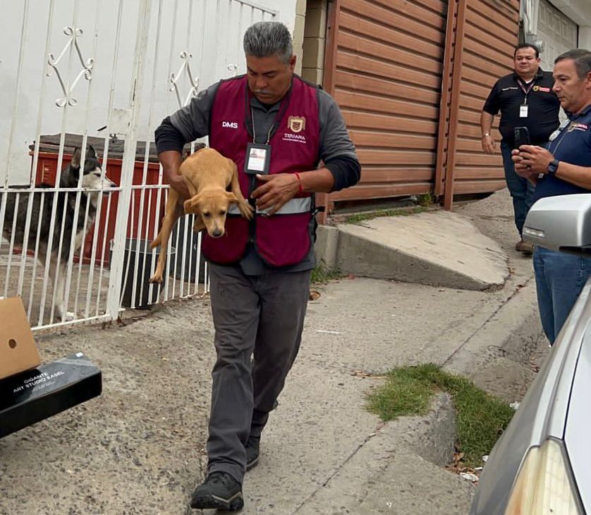 Rescata Inspección y Verificación a seis cachorros