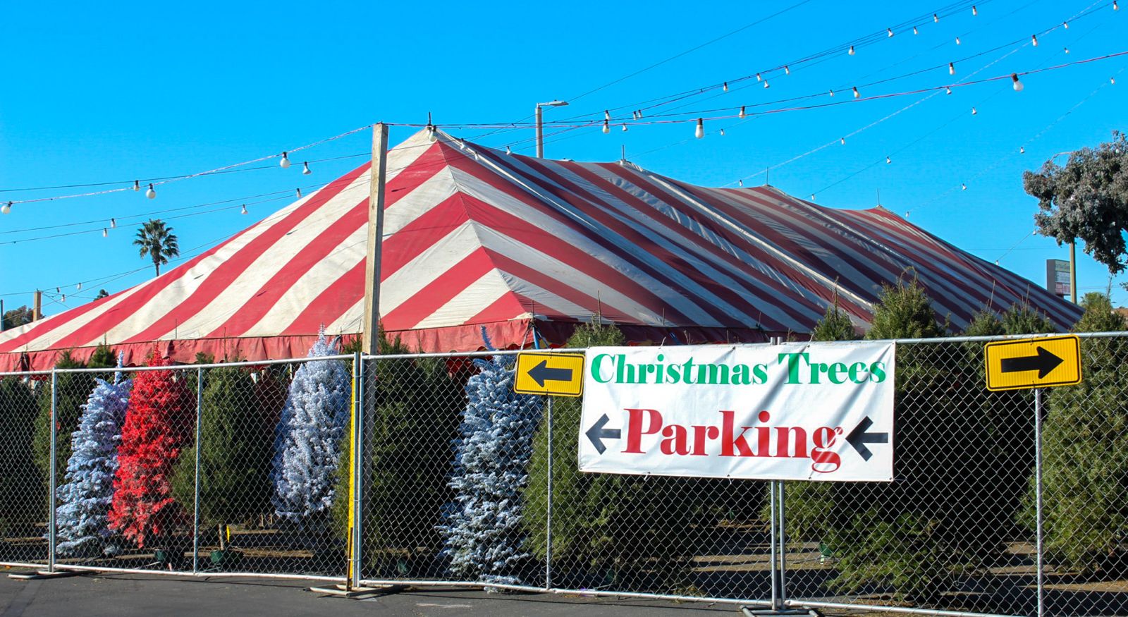 Baja la compra de árboles de navidad naturales en San Diego