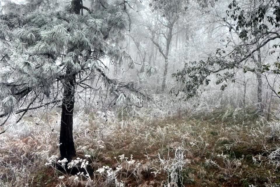 Nieve en abril: Sierra de Santiago, Nuevo León