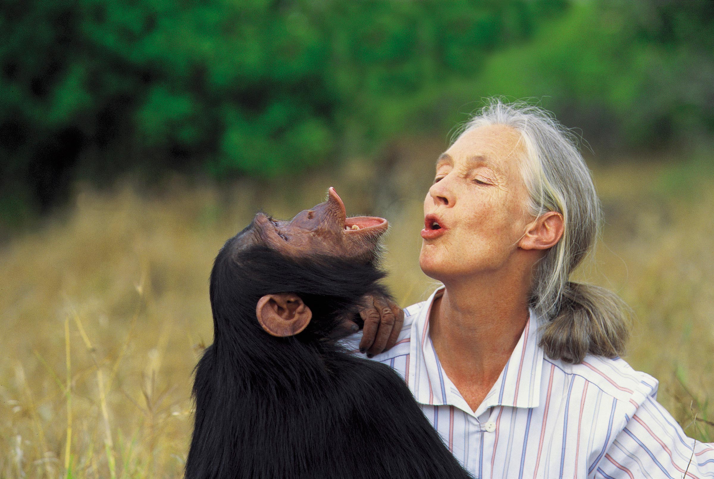 Jane Goodall: Pionera en la investigación y conservación de primates