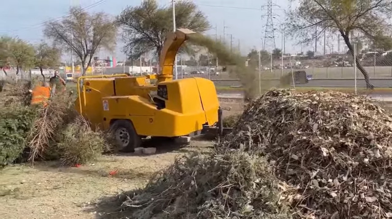 Invitan a participar en el acopio de pinos navideños en Mexicali