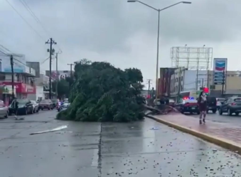 [VIDEO] Línea de árboles cayó sobre vehículos en el Blvd. Díaz Ordaz, Tijuana