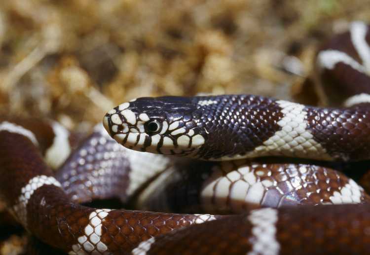 Advierten tomar precaución ante la temporada de mordeduras de serpientes: California