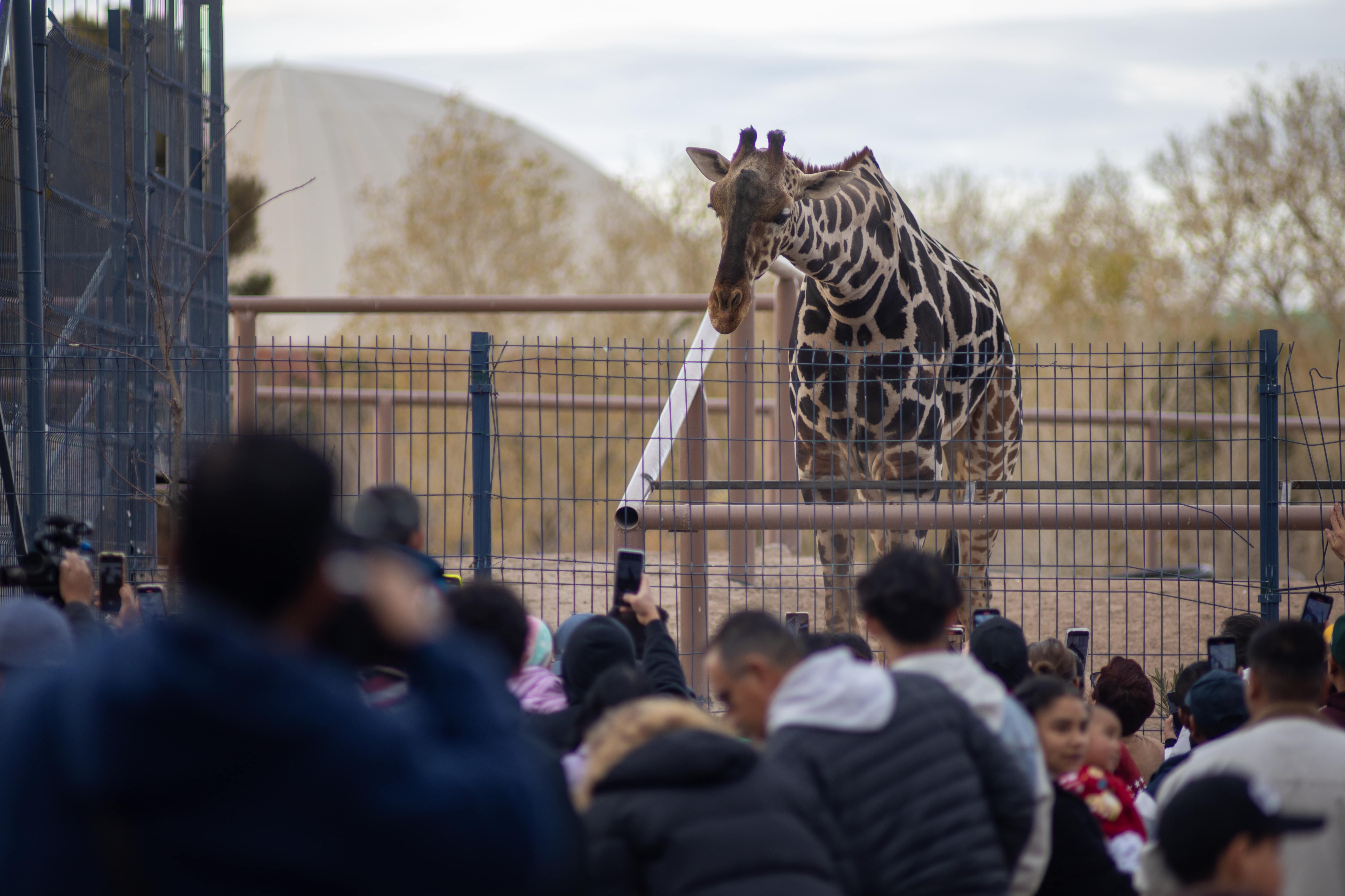 [GALERÍA] Conoce la jirafa  “Benito” a su nueva familia