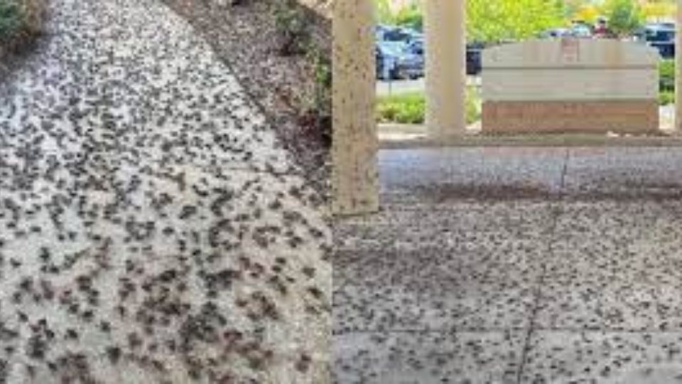 [VIDEO] Hundreds of Crickets Invade US City