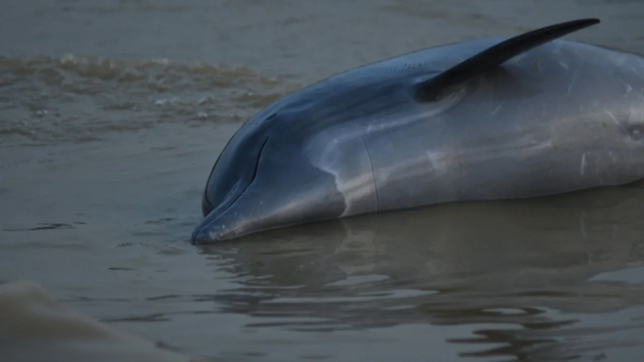Más de 100 delfines muertos en el Amazonas