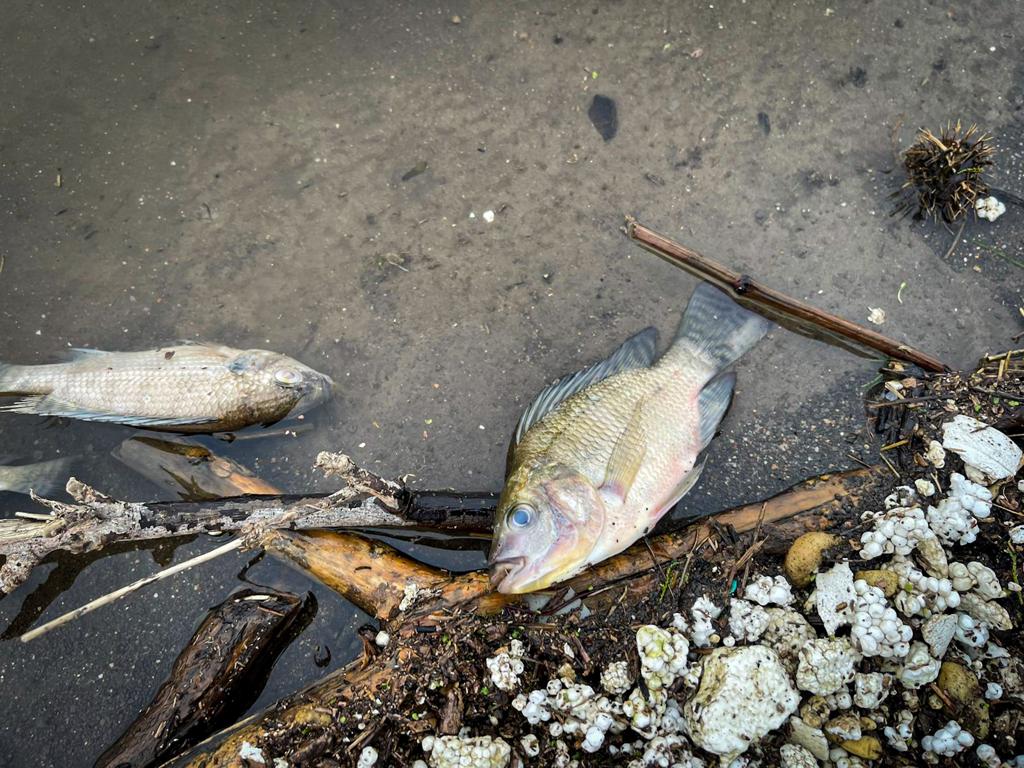 Aparecen decenas de peces muertos en la Presa De Tijuana