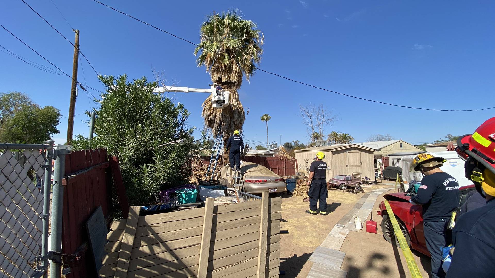 Trabajador en California muere asfixiado tras quedar atrapado en una palmera