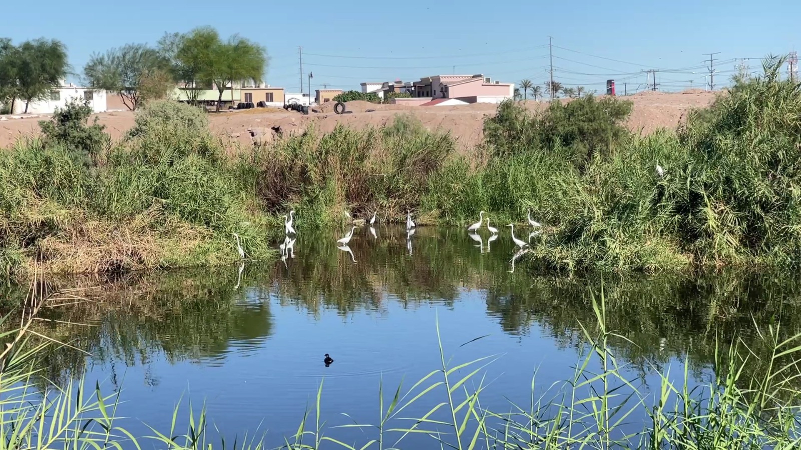 Buscan proteger el sistema lagunar de Mexicali como área natural protegida