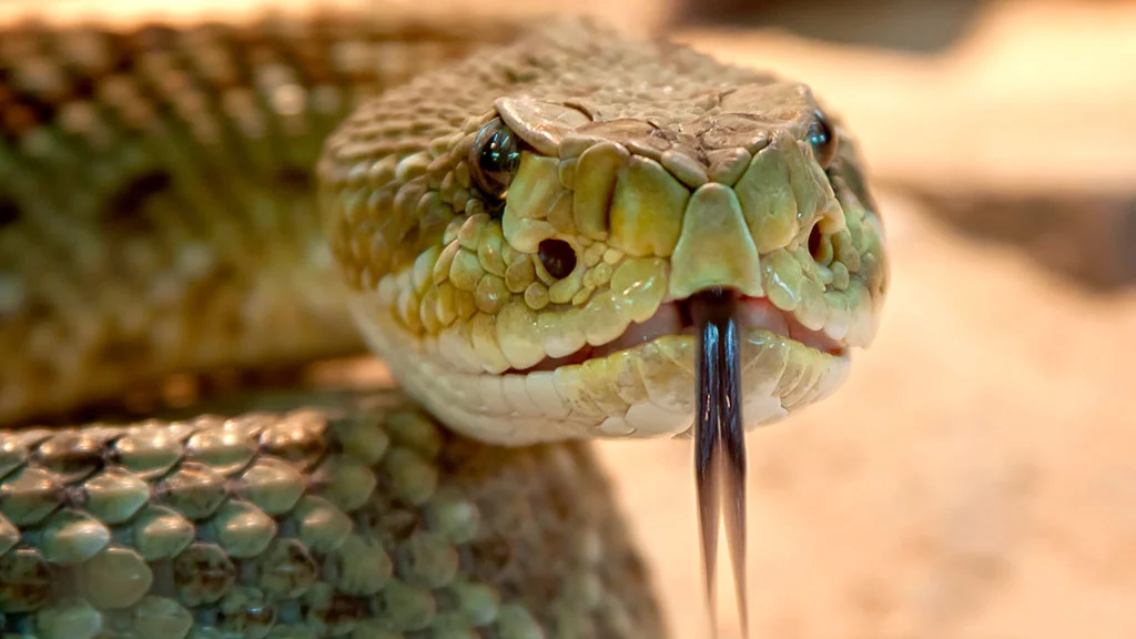 Más de 100 mil personas mueren cada año por mordedura de serpiente