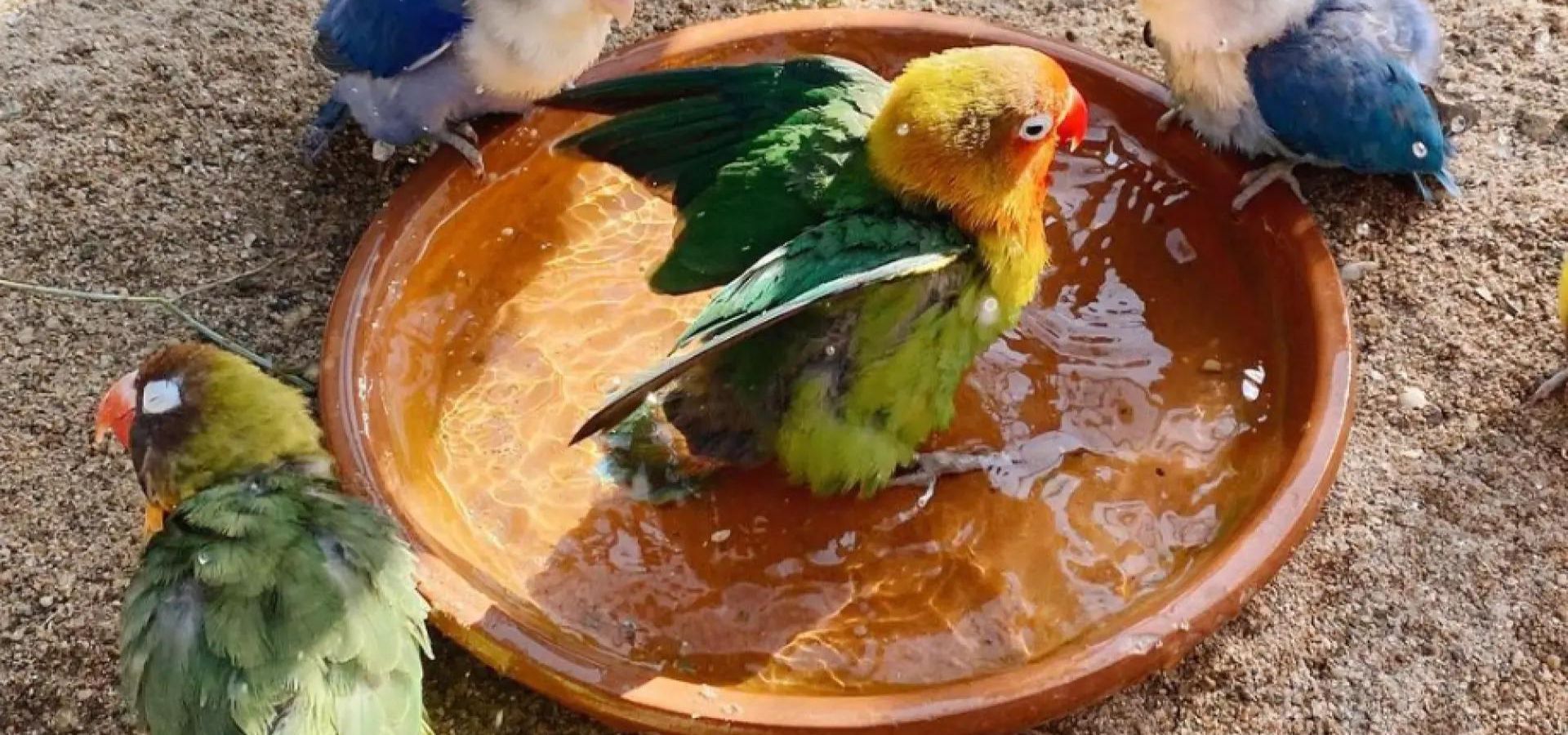 Consejos para cuidar a tus pajaritos en temporada de calor