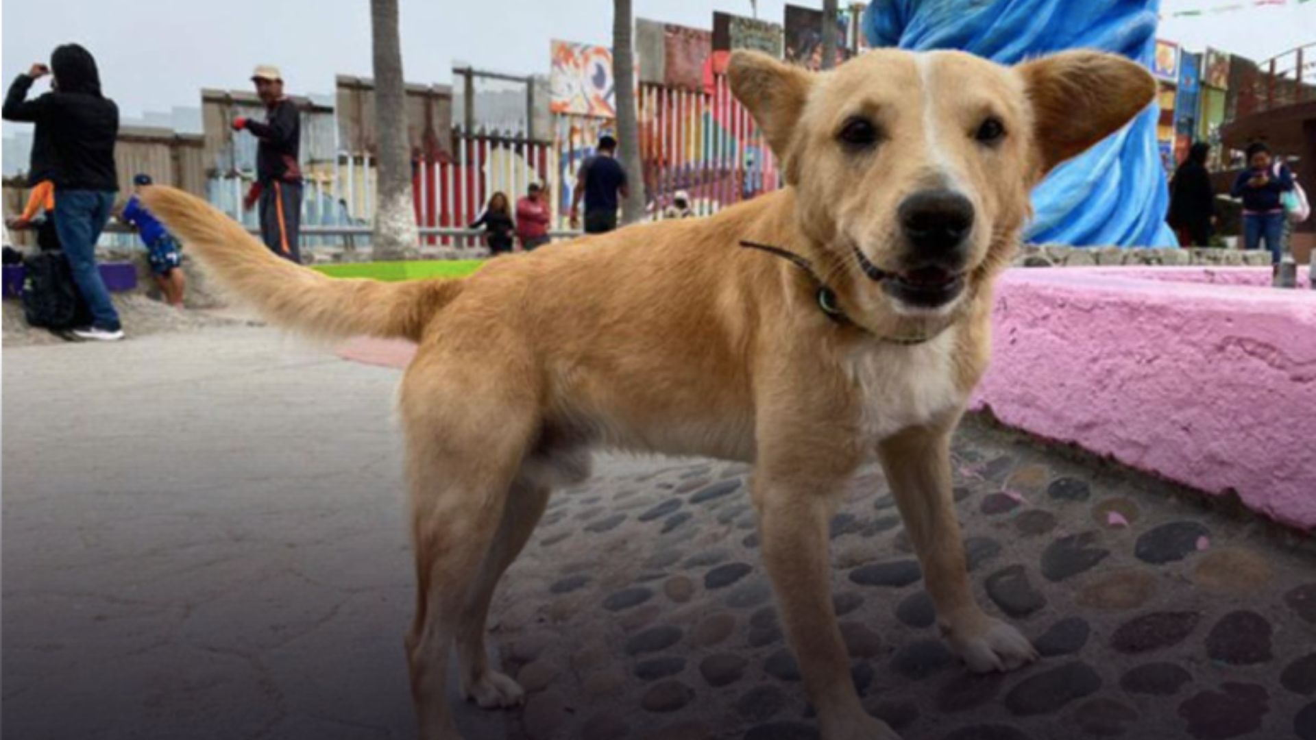 Deportan a ‘’Oso’’ perrito que cruzó la frontera por Playas de Tijuana