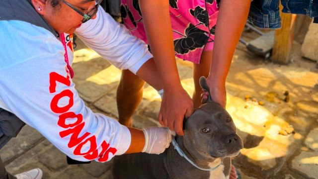 ENSENADA: Suman nueve muertes por rickettsiosis en lo que va del año