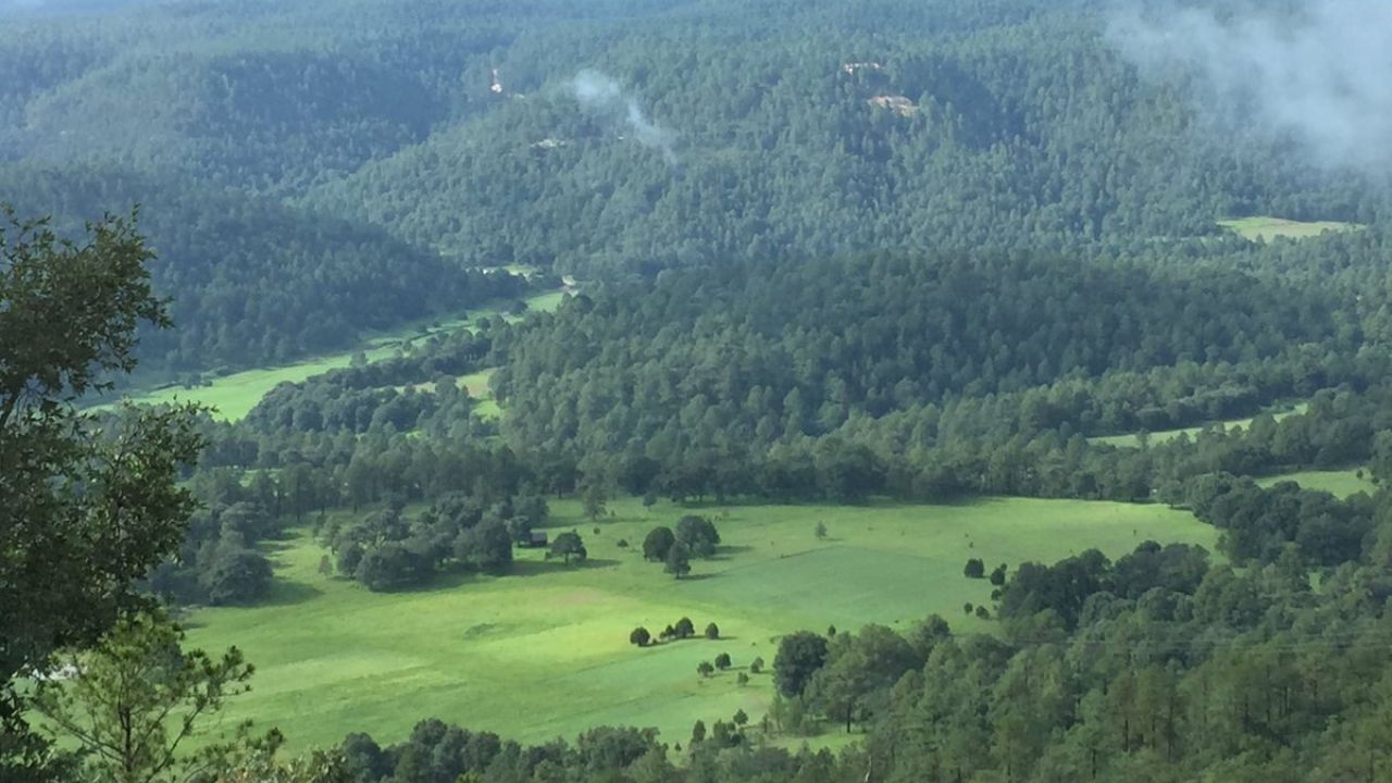 Durango buscará plantar un millón de árboles este año